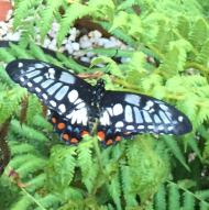 Dingy Swallowtail Butterfly_003